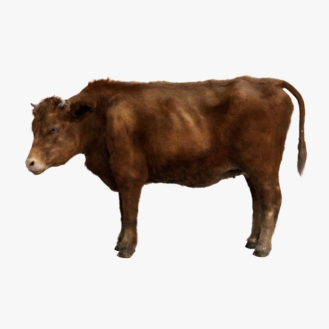 Cow Fur Rigged 3D 3D model https://p.turbosquid.com/ts-thumb/3r/qKCsmJ/jx/01/jpg/1754639461/1920x1080/fit_q87/6a96af360220d33cde92d756d88b6bd61670ce0a/01.jpg