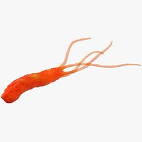 Helicobacter Pylori Bacteria