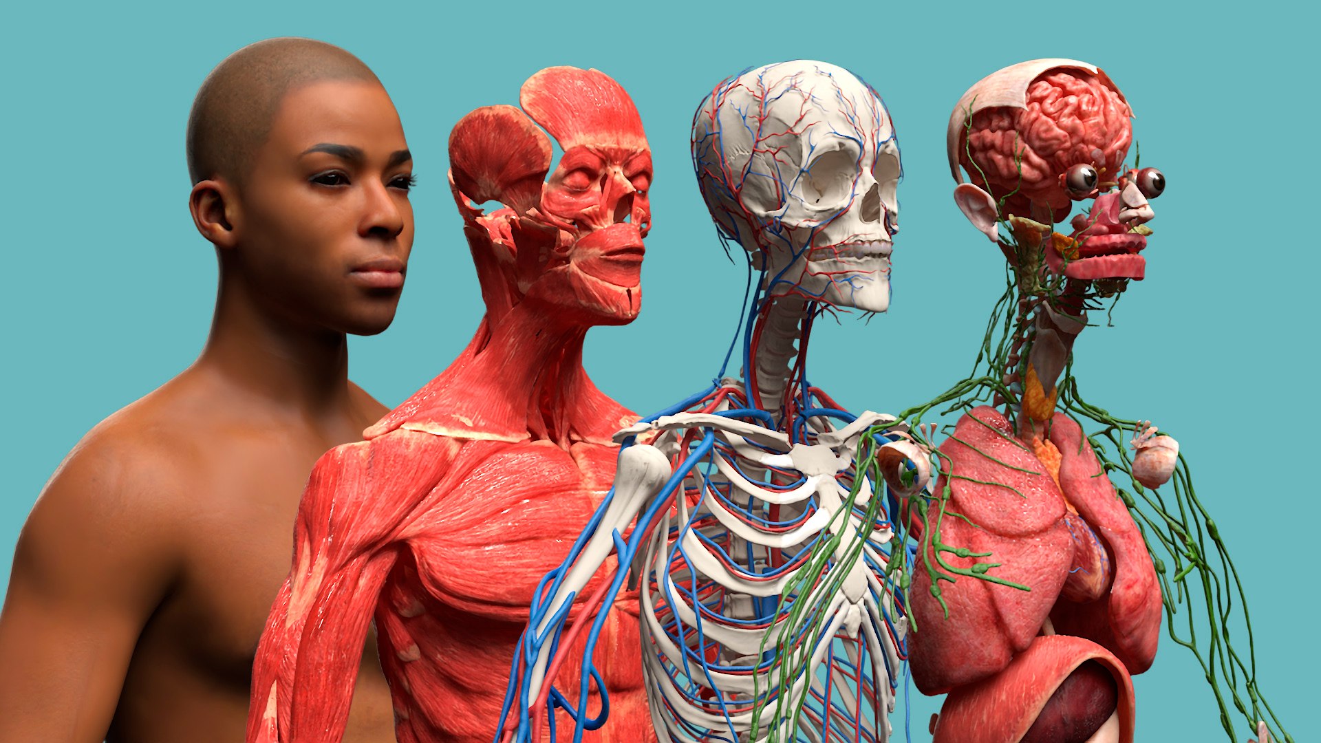 Male Full Body Anatomy Negroid Rigged for Maya 3D https://p.turbosquid.com/ts-thumb/3r/vHV7S1/1I/male_full_body_anatomy_negroid_rigged_009/jpg/1731554518/1920x1080/fit_q87/1f724408c0ed71d641f75733a3f08fd9cac56fc3/male_full_body_anatomy_negroid_rigged_009.jpg