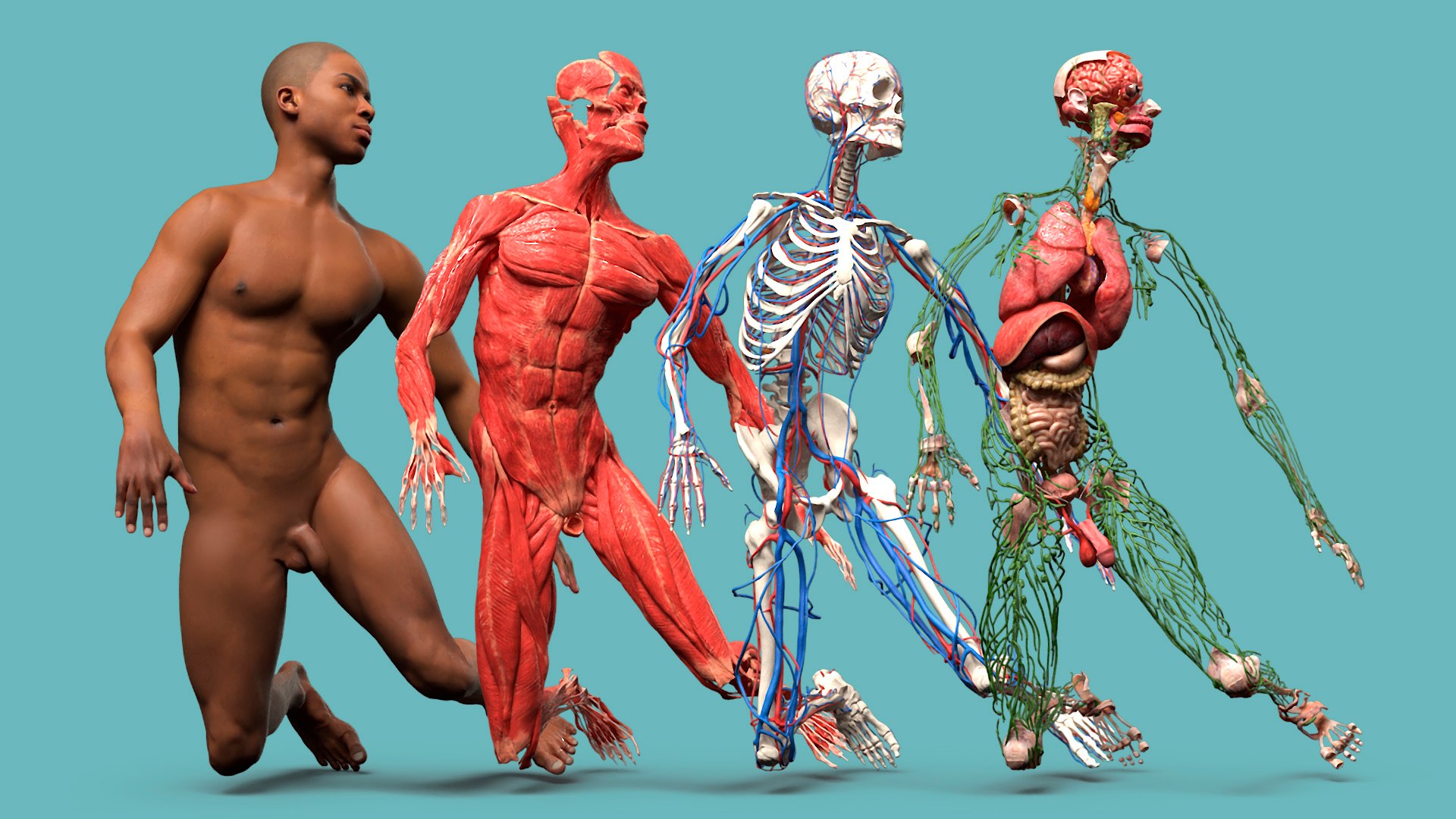 Male Full Body Anatomy Negroid Rigged for Maya 3D https://p.turbosquid.com/ts-thumb/3r/vHV7S1/2P/male_full_body_anatomy_negroid_rigged_008/jpg/1731554513/1920x1080/fit_q87/e8c654b5e085bce122ba1a3fcc744a24efcbd110/male_full_body_anatomy_negroid_rigged_008.jpg