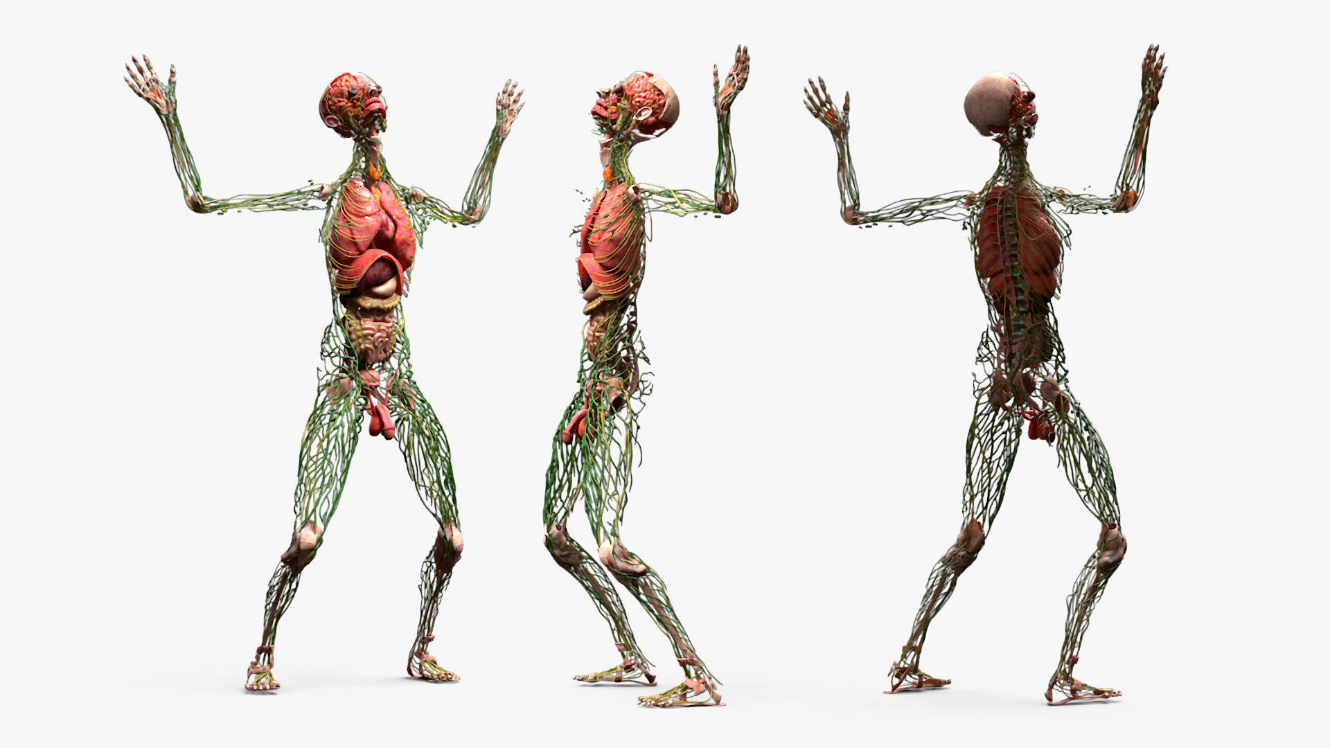 Male Full Body Anatomy Negroid Rigged for Maya 3D https://p.turbosquid.com/ts-thumb/3r/vHV7S1/4l/male_full_body_anatomy_negroid_rigged_019/jpg/1731554565/1920x1080/fit_q87/21c5fe482a28af7945a2dcd59a0bed1bd2e80994/male_full_body_anatomy_negroid_rigged_019.jpg