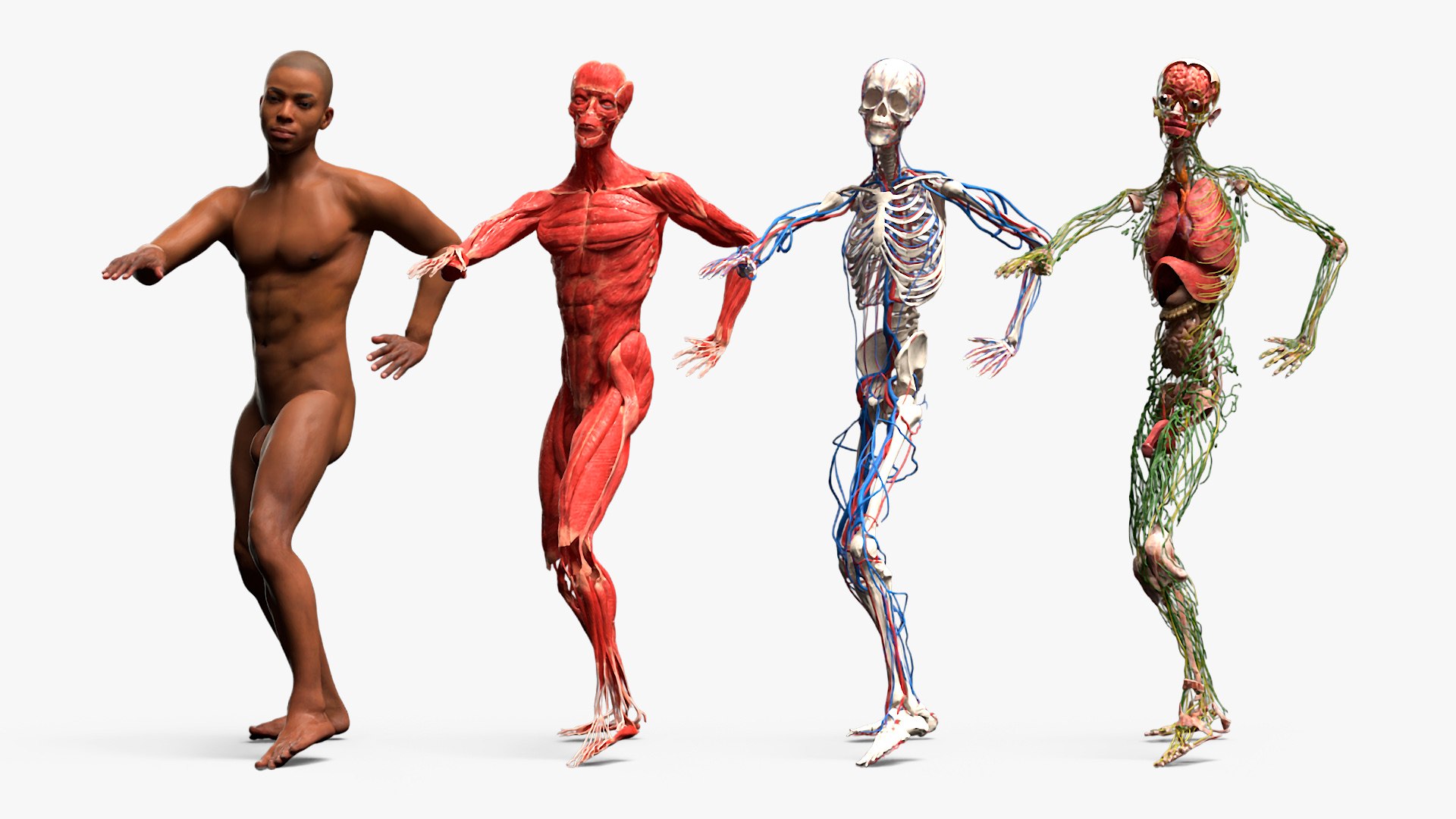 Male Full Body Anatomy Negroid Rigged for Maya 3D https://p.turbosquid.com/ts-thumb/3r/vHV7S1/AH/male_full_body_anatomy_negroid_rigged_014/jpg/1731554543/1920x1080/fit_q87/6437611c5cb838782f23586270e09fb544bf048a/male_full_body_anatomy_negroid_rigged_014.jpg