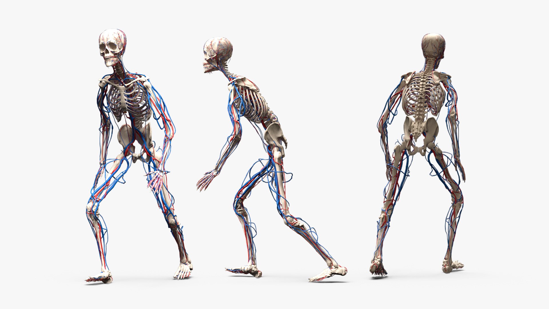 Male Full Body Anatomy Negroid Rigged for Maya 3D https://p.turbosquid.com/ts-thumb/3r/vHV7S1/DE/male_full_body_anatomy_negroid_rigged_023/jpg/1731554582/1920x1080/fit_q87/920c288fe2d21802de7233cb86e8c8daf22ed7ae/male_full_body_anatomy_negroid_rigged_023.jpg