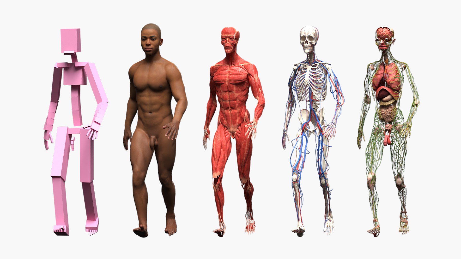Male Full Body Anatomy Negroid Rigged for Maya 3D https://p.turbosquid.com/ts-thumb/3r/vHV7S1/Ia/male_full_body_anatomy_negroid_rigged_010/jpg/1731554522/1920x1080/fit_q87/77dae6f31af898393505e1d822a5d1467a8e201d/male_full_body_anatomy_negroid_rigged_010.jpg