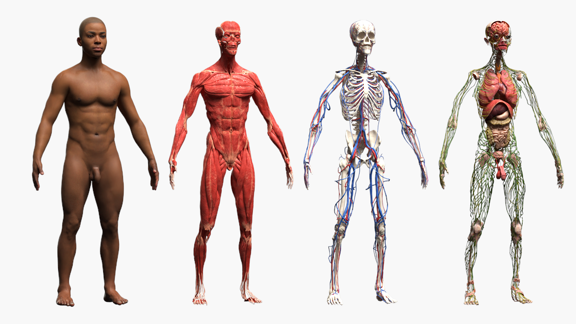 Male Full Body Anatomy Negroid Rigged for Maya 3D https://p.turbosquid.com/ts-thumb/3r/vHV7S1/Rd/male_full_body_anatomy_negroid_rigged_360/jpg/1731554031/1920x1080/turn_fit_q99/7678593bd1524cda75d34aedb7602a92f98ef877/male_full_body_anatomy_negroid_rigged_360-1.jpg