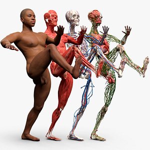 Male Full Body Anatomy Negroid Rigged for Maya 3D