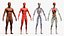 Anatomia completa del corpo maschile negroide truccato per Maya