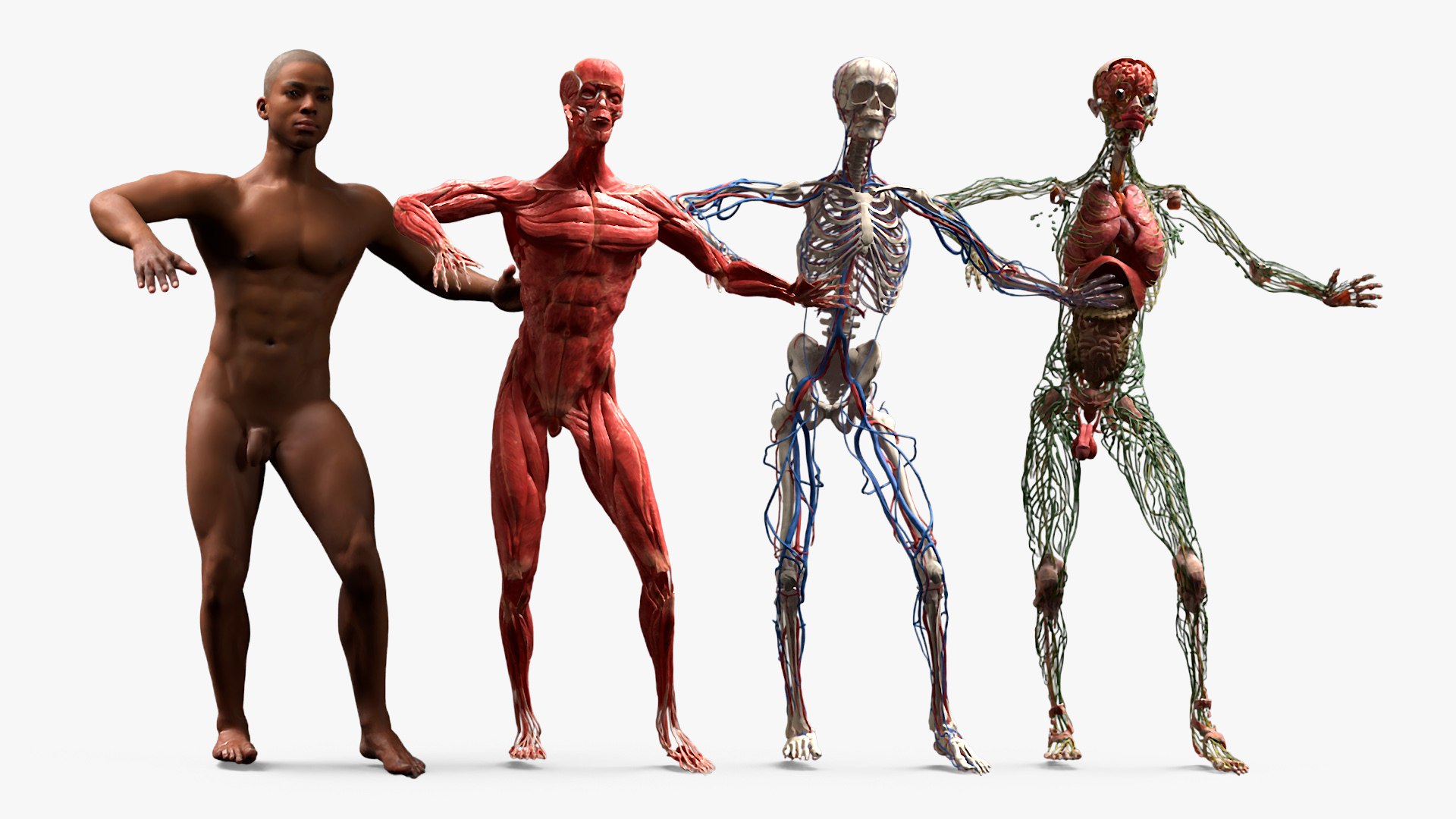 Male Full Body Anatomy Negroid Rigged for Maya 3D https://p.turbosquid.com/ts-thumb/3r/vHV7S1/dK/male_full_body_anatomy_negroid_rigged_013/jpg/1731554537/1920x1080/fit_q87/ab94b86f2d0c3d82e4aba1e3c3afa5dc82fb23e6/male_full_body_anatomy_negroid_rigged_013.jpg