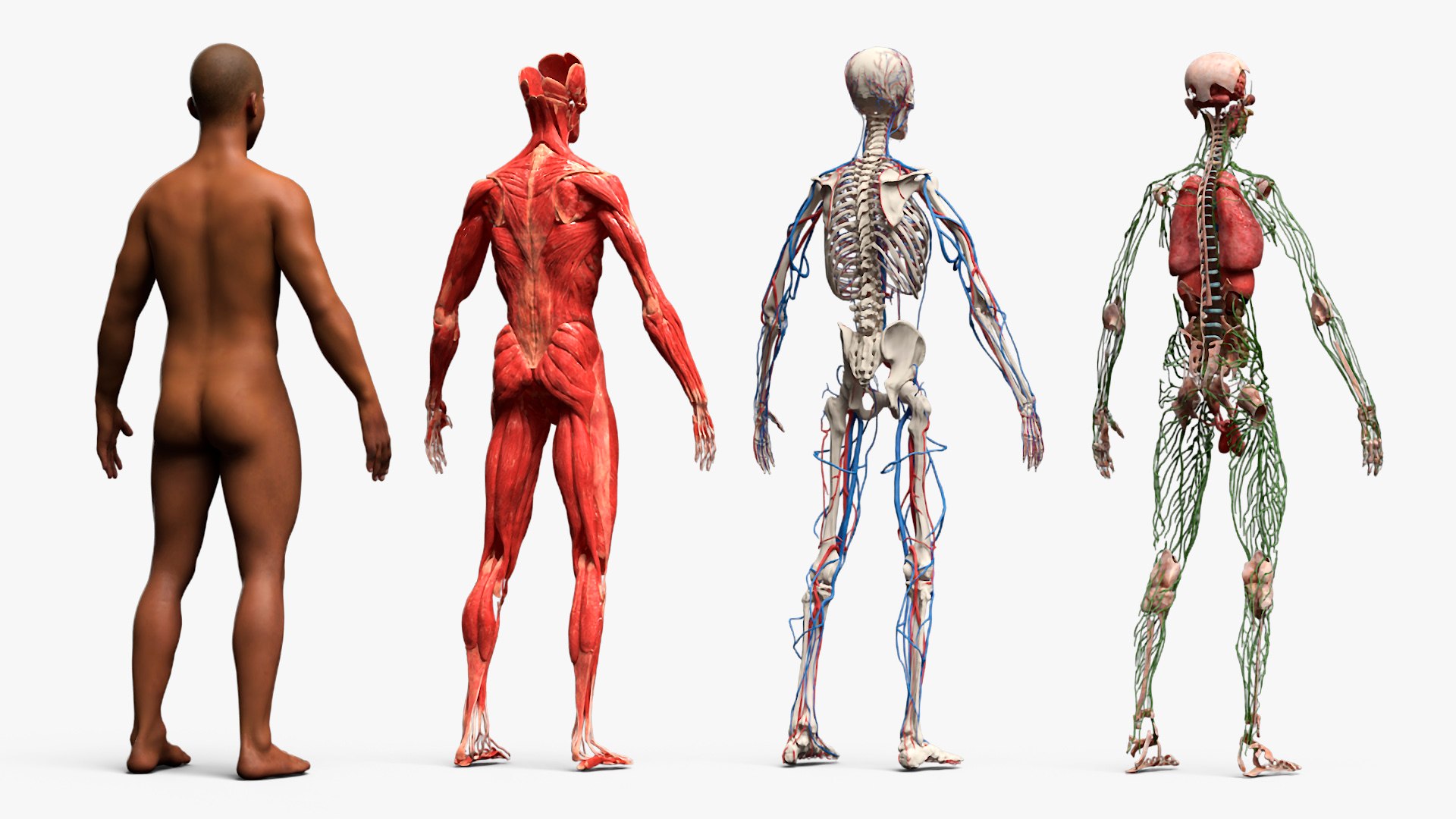 Male Full Body Anatomy Negroid Rigged for Maya 3D https://p.turbosquid.com/ts-thumb/3r/vHV7S1/dq/male_full_body_anatomy_negroid_rigged_011/jpg/1731554527/1920x1080/fit_q87/9b8df6ed9aa16404c9d6fe8172d68e3dcb277c92/male_full_body_anatomy_negroid_rigged_011.jpg