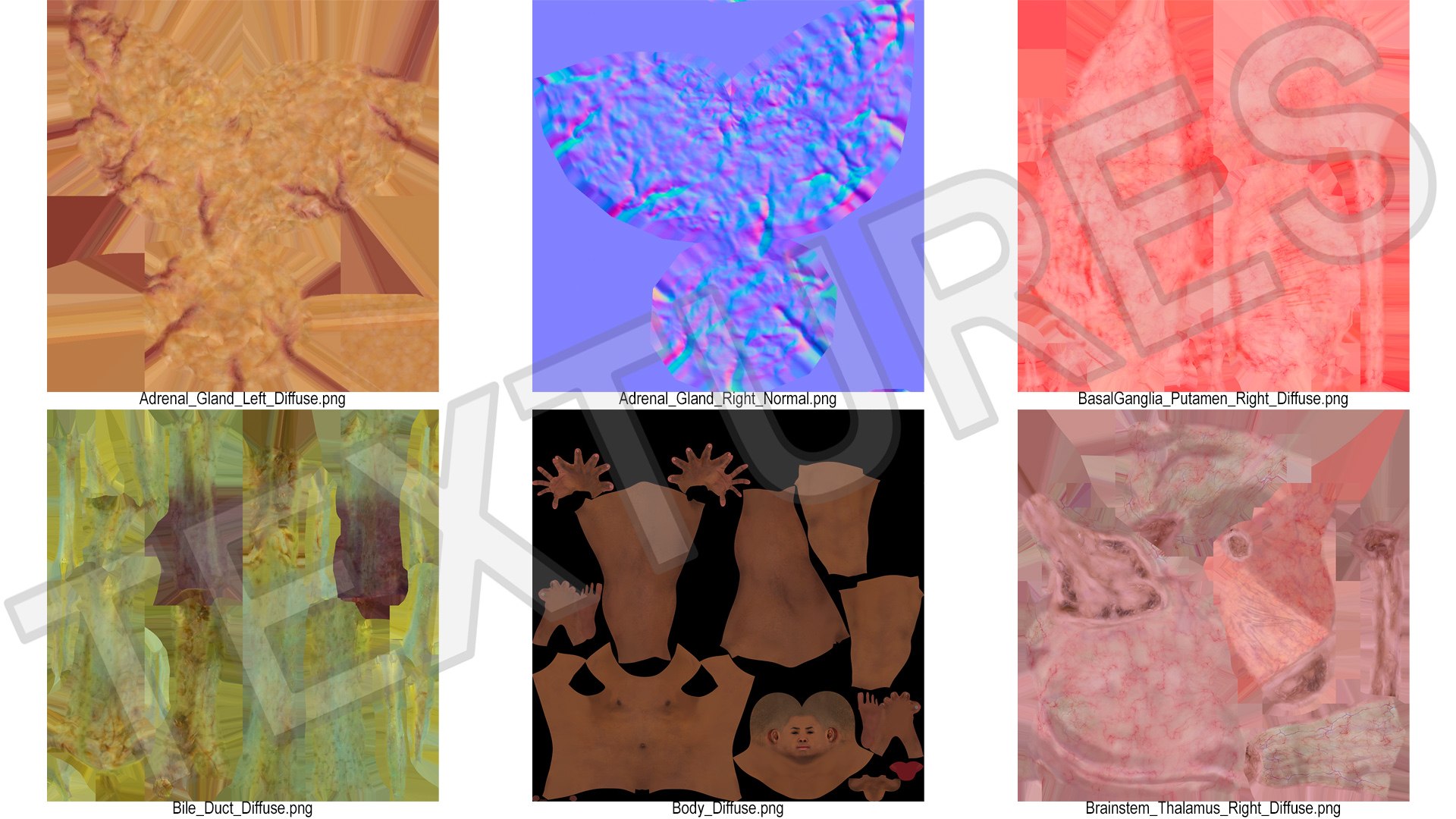 Male Full Body Anatomy Negroid Rigged for Maya 3D https://p.turbosquid.com/ts-thumb/3r/vHV7S1/eY/male_full_body_anatomy_negroid_rigged_030/jpg/1731554617/1920x1080/fit_q87/fd25fd49bfbd13a6012d565cb521198b26a92b03/male_full_body_anatomy_negroid_rigged_030.jpg