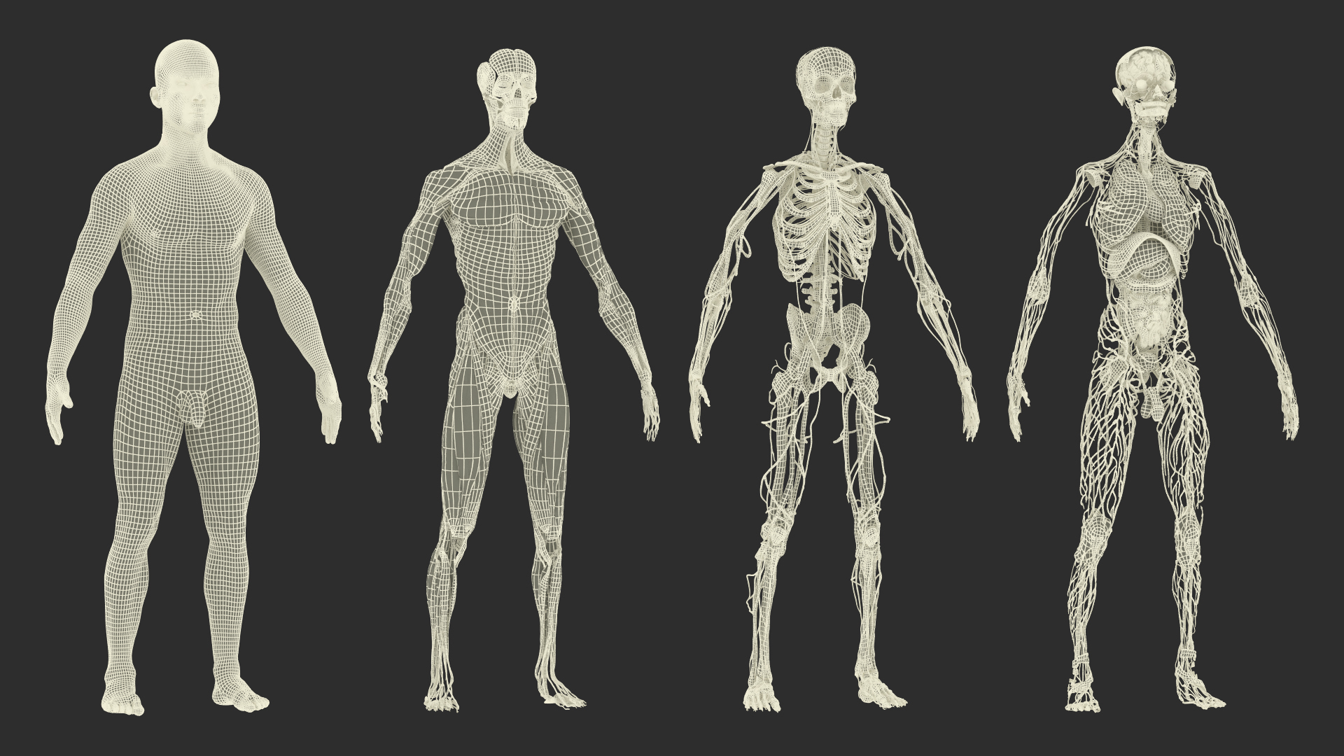 Male Full Body Anatomy Negroid Rigged for Maya 3D https://p.turbosquid.com/ts-thumb/3r/vHV7S1/kE/male_full_body_anatomy_negroid_rigged_361/jpg/1731554188/1920x1080/turn_fit_q99/5ae6f425d91e8a2a63a9b36fc9e1f3e0265d0bea/male_full_body_anatomy_negroid_rigged_361-1.jpg