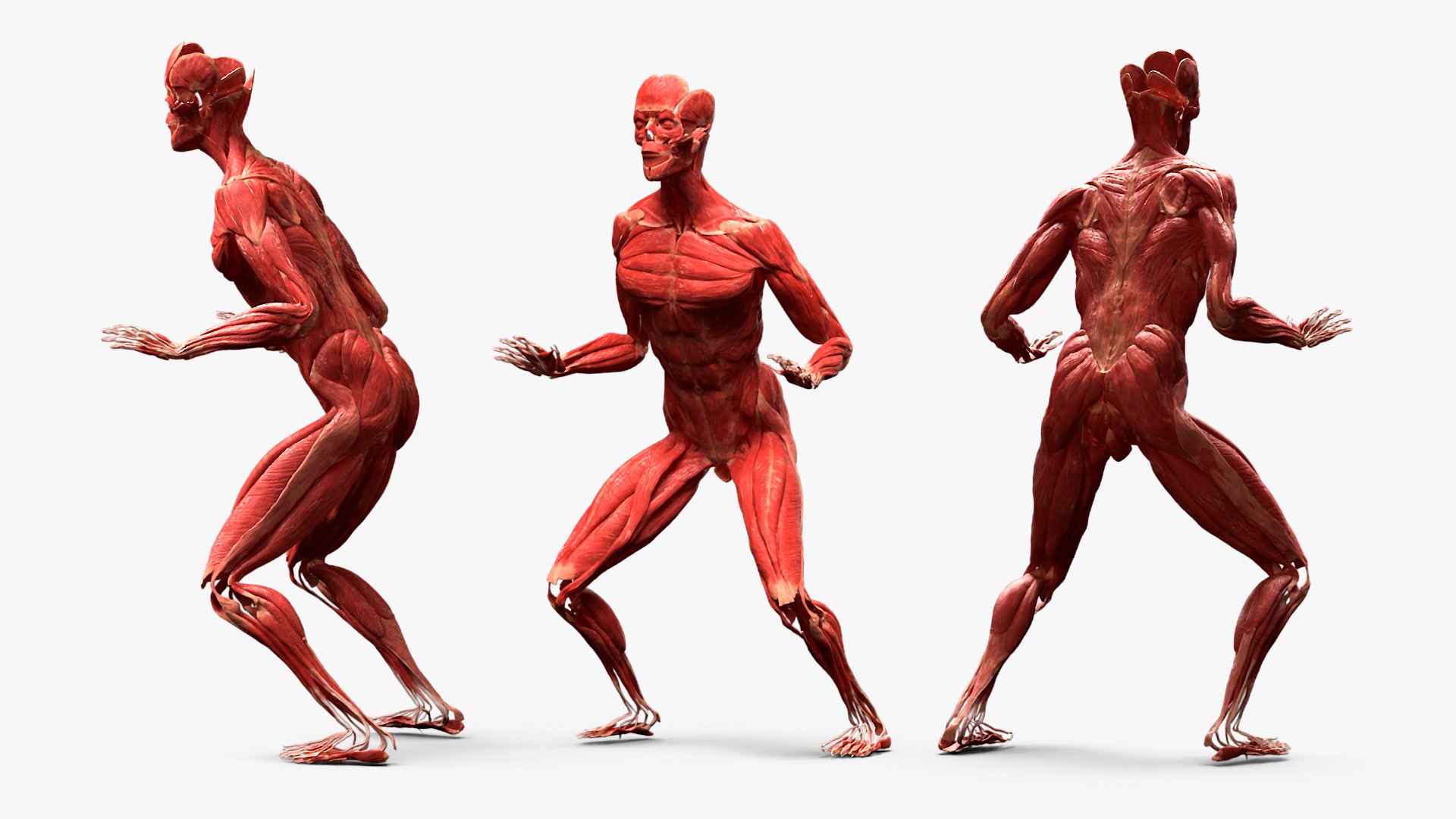 Male Full Body Anatomy Negroid Rigged for Maya 3D https://p.turbosquid.com/ts-thumb/3r/vHV7S1/r3/male_full_body_anatomy_negroid_rigged_018/jpg/1731554560/1920x1080/fit_q87/44b0ce0e4c13501017e7a5d2e5588dcaf3257ce0/male_full_body_anatomy_negroid_rigged_018.jpg