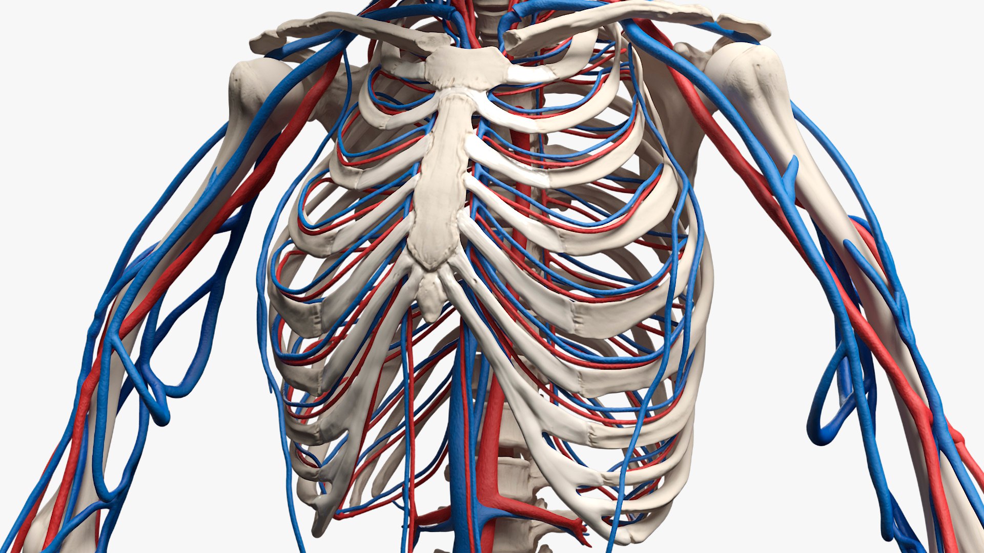 Male Full Body Anatomy Negroid Rigged For Maya 3D - TurboSquid 2307918