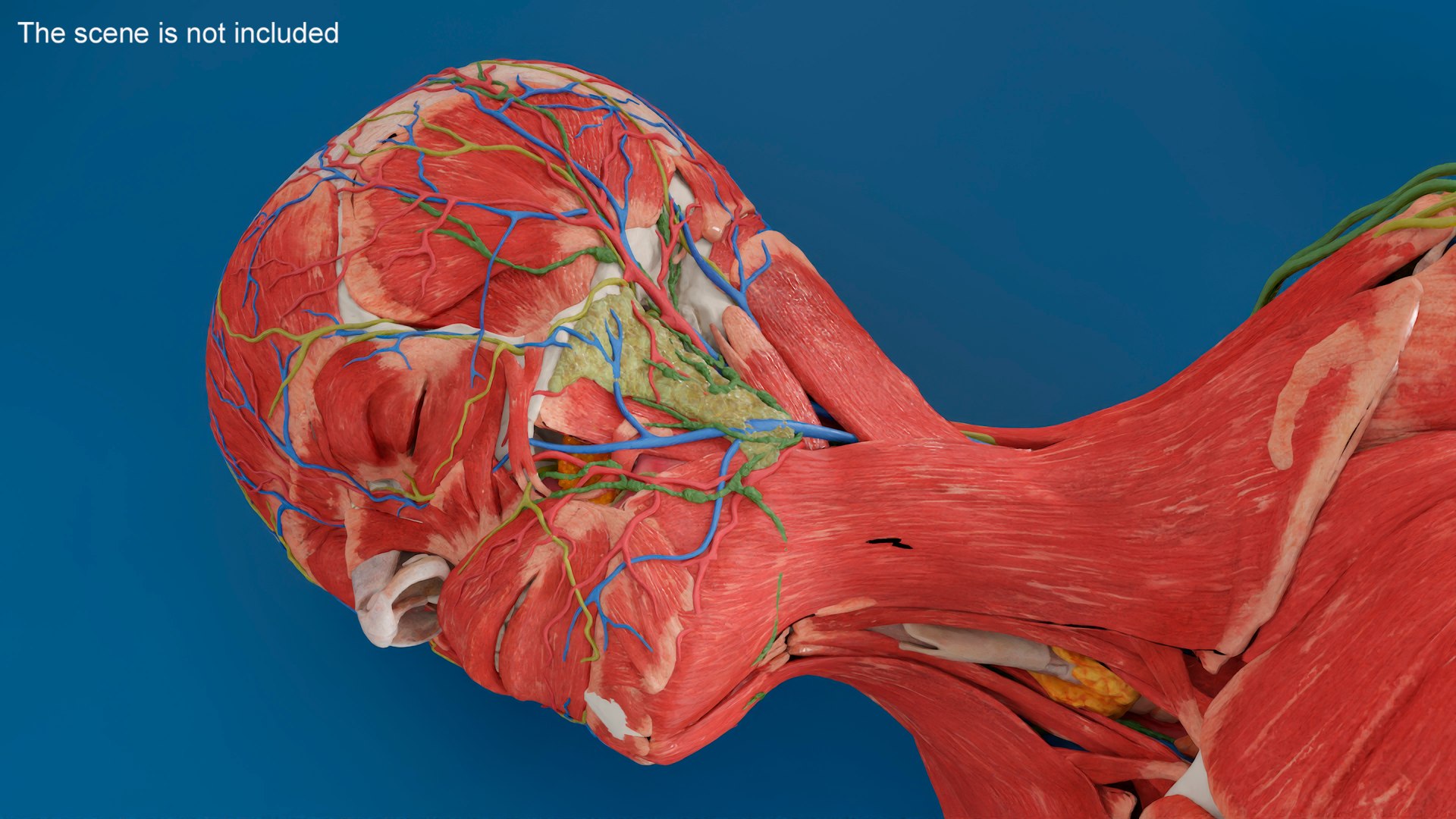 Male Full Body Anatomy Negroid Rigged For Maya 3D - TurboSquid 2307918