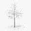 hawthorn winter hight poly