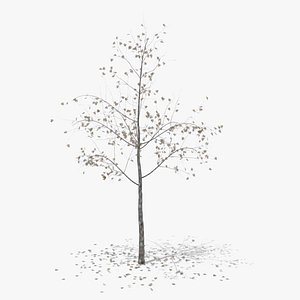hawthorn winter hight poly