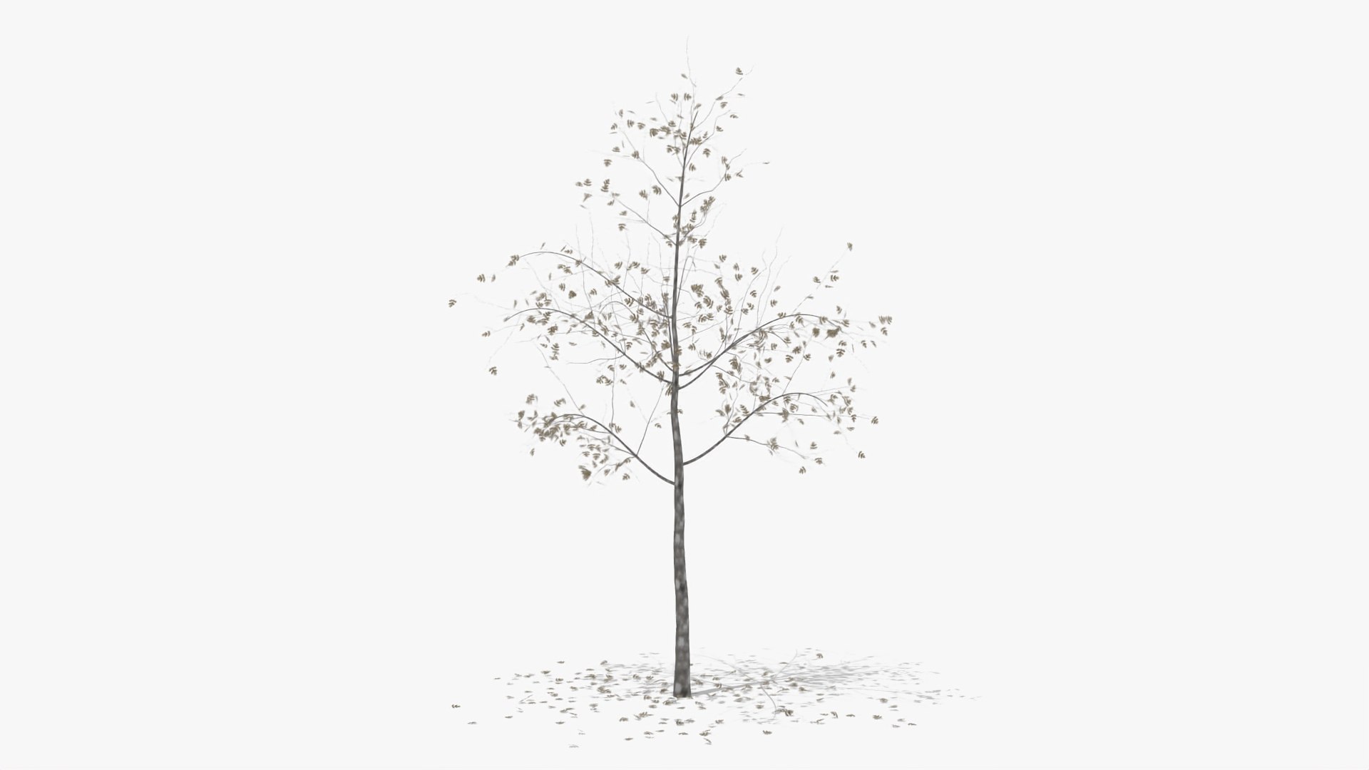 hawthorn winter hight model https://p.turbosquid.com/ts-thumb/3r/zCuveE/tCqqWv7o/2/jpg/1601552857/1920x1080/fit_q87/988e4e53ecf9442f86b9e143b8ffabbf18883ead/2.jpg