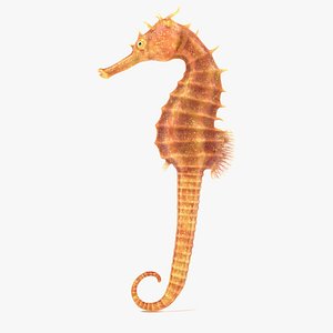 3D model long-snouted seahorse