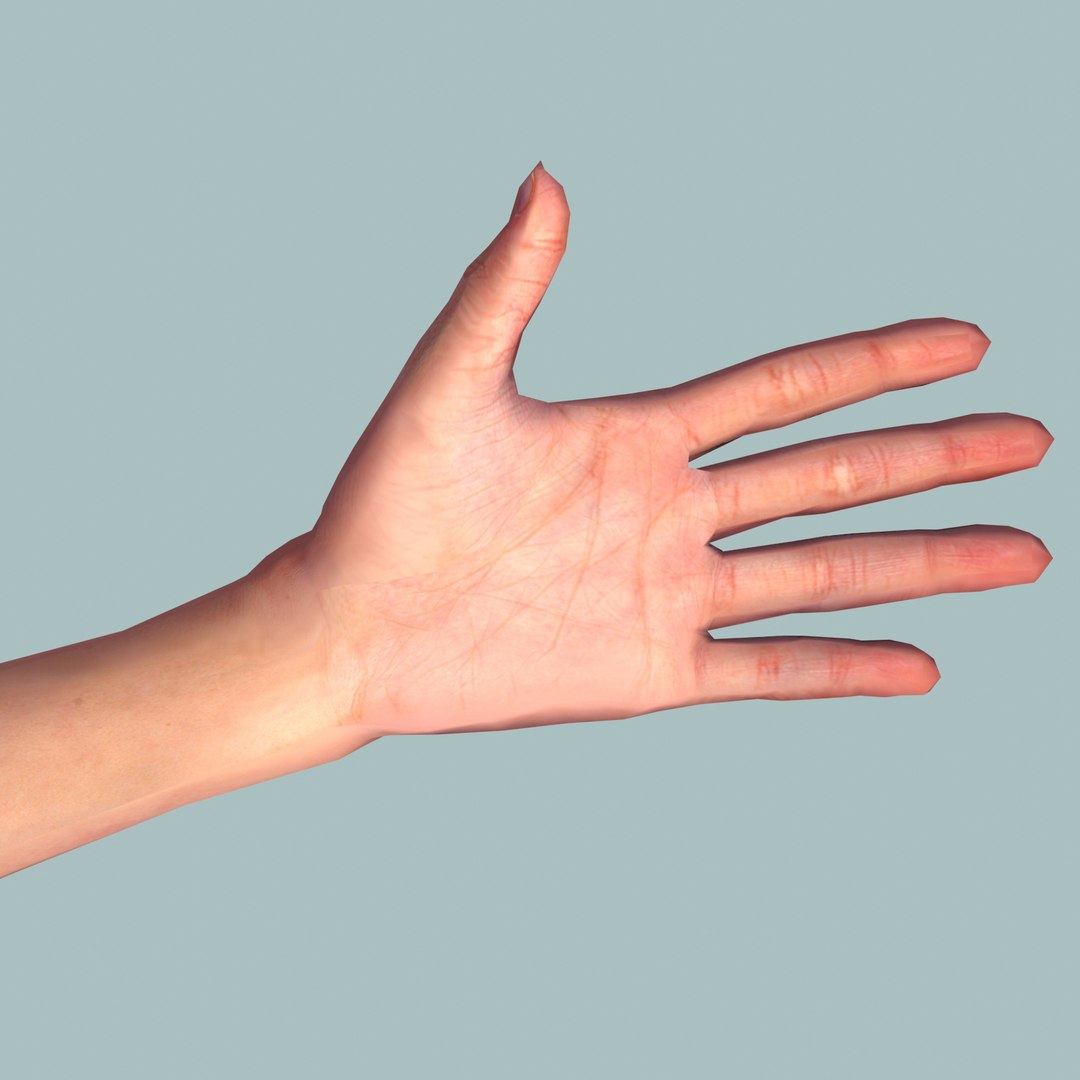 Human Arm 3d Model