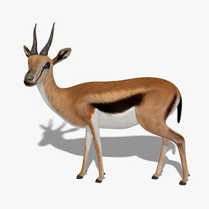 3D gazelle rigged