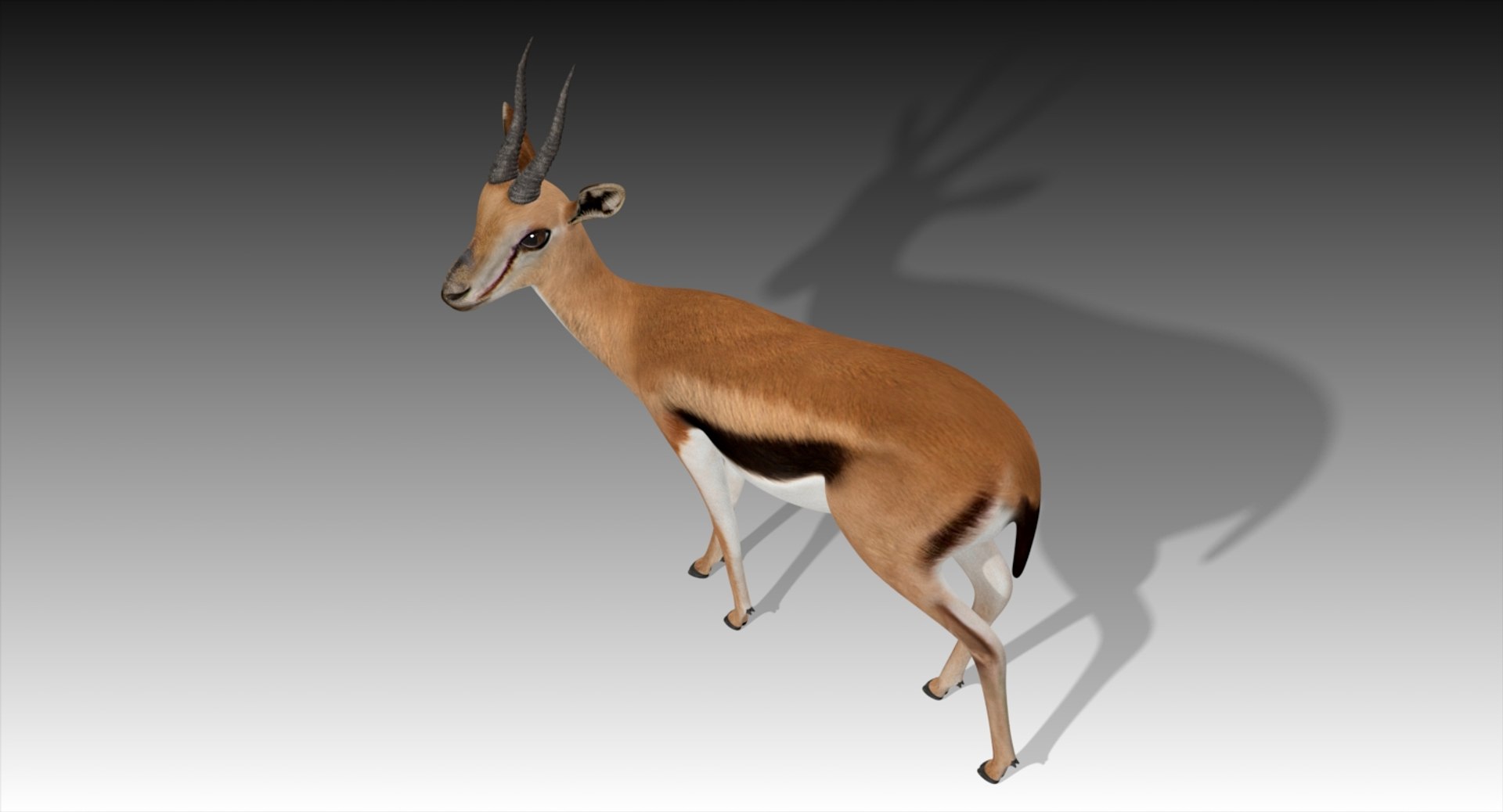 3D gazelle rigged https://p.turbosquid.com/ts-thumb/3s/OzLArT/lVwj1uv4/gazelle6/jpg/1533907764/1920x1080/fit_q87/88db7631d6d17b971e0230d4c57a0699073ece74/gazelle6.jpg