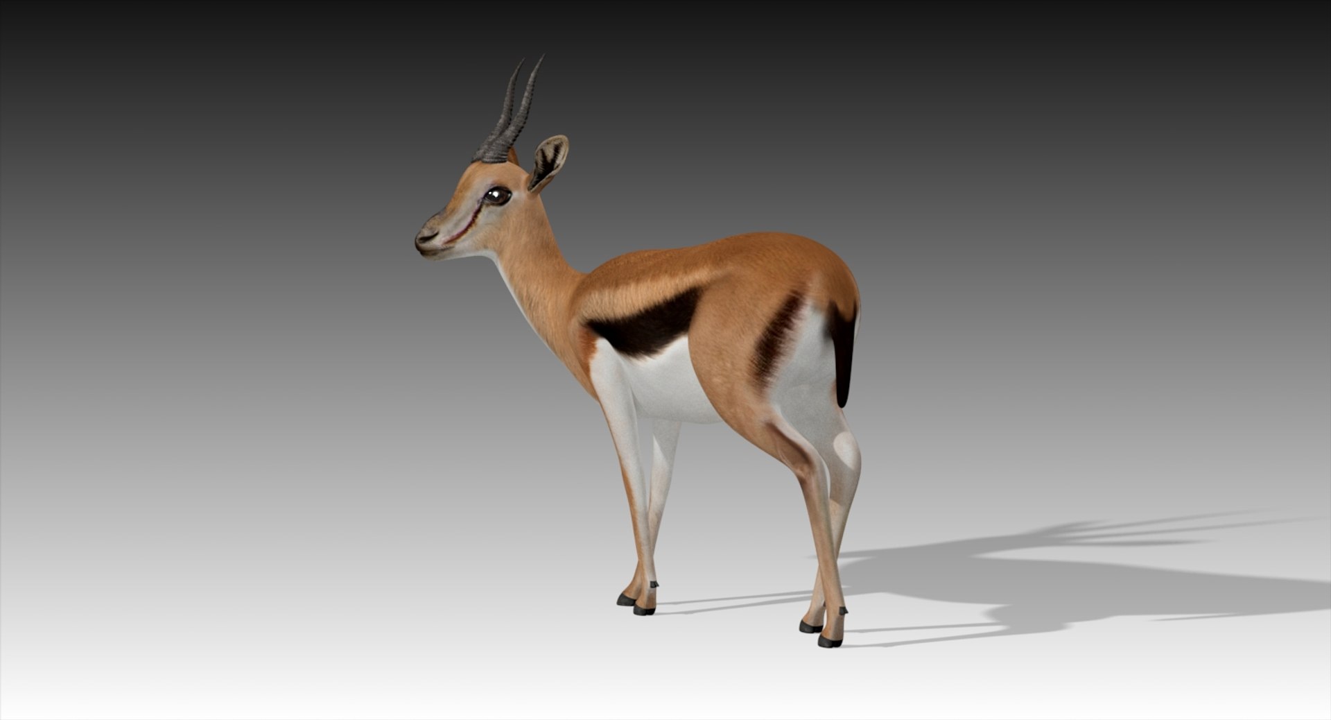 3D gazelle rigged https://p.turbosquid.com/ts-thumb/3s/OzLArT/ytGQTZxy/gazelle3/jpg/1533907641/1920x1080/fit_q87/d5965ba8a4b36dc58005cedb31fc9fb4abf6f8d5/gazelle3.jpg
