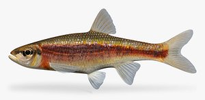 Clinostomus funduloides Rosyside Dace