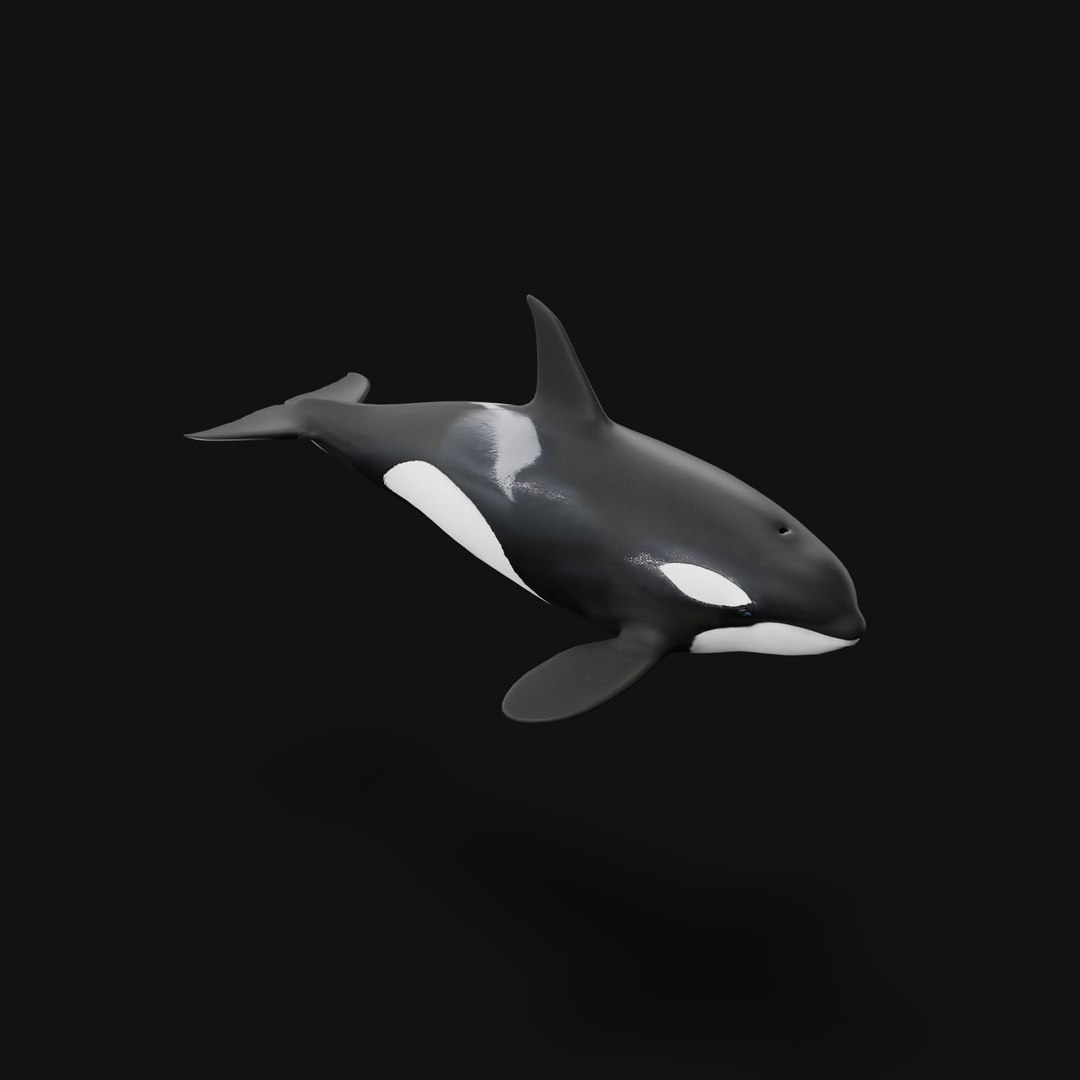 3D Killer Whale Orca Model - TurboSquid 2556966