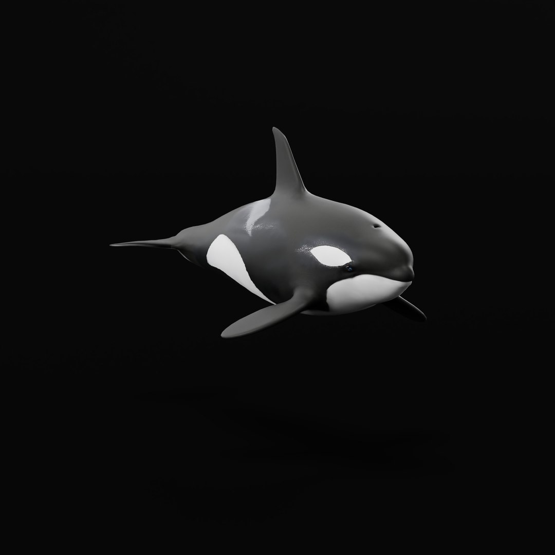 3D Killer Whale Orca Model - TurboSquid 2556966