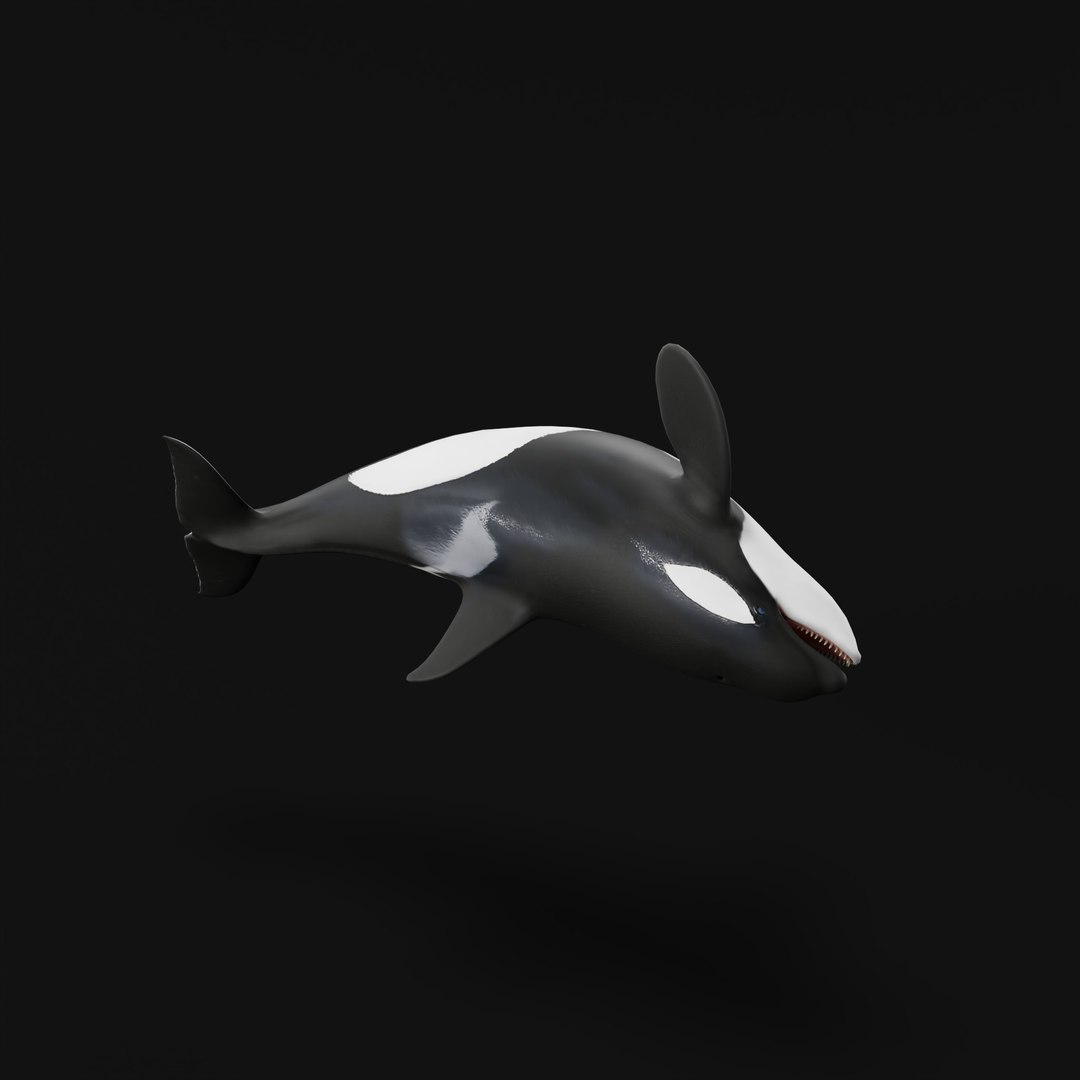 3D Killer Whale Orca Model - TurboSquid 2556966