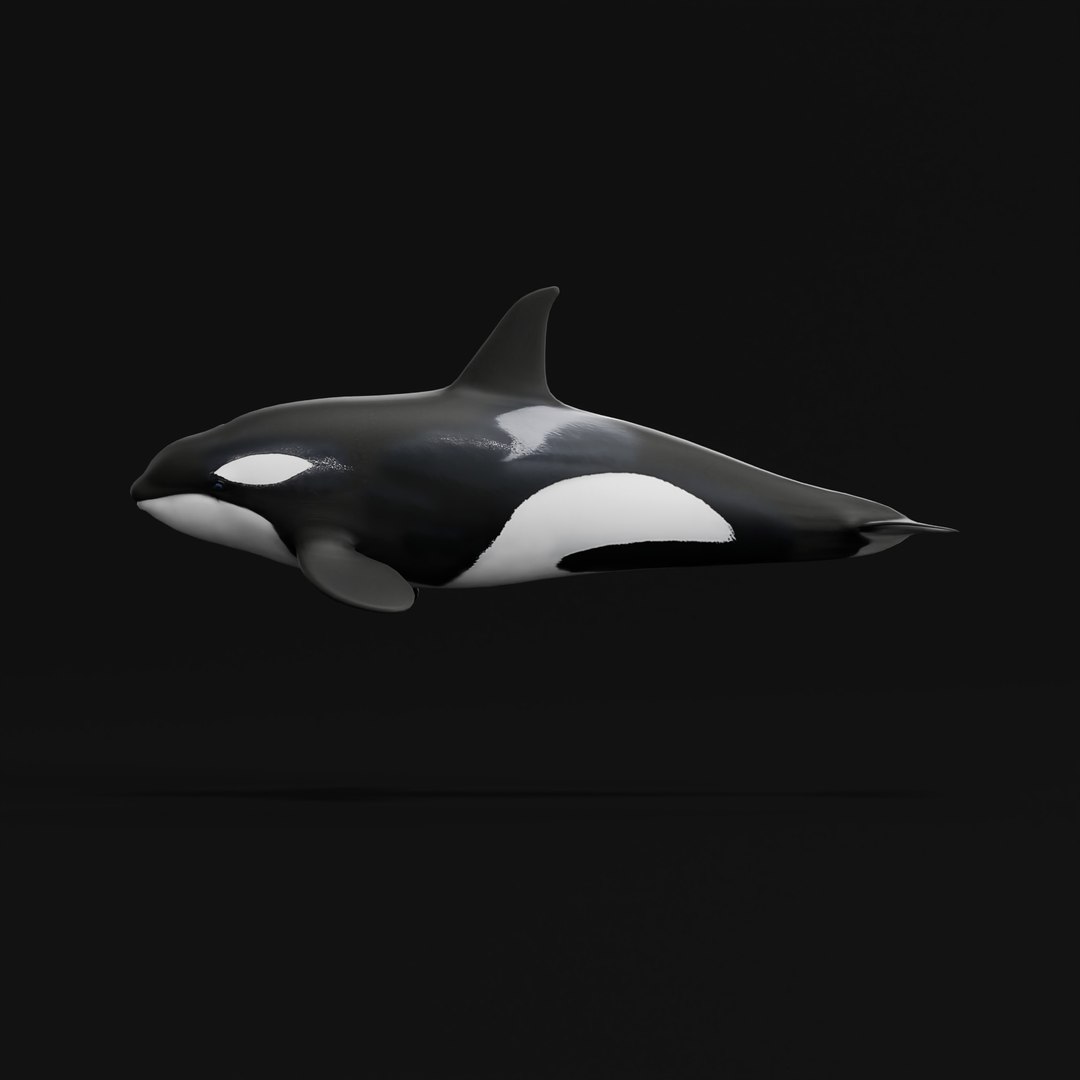3D Killer Whale Orca Model - TurboSquid 2556966