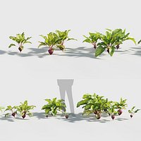 Beets - Beta vulgaris Low-poly 3D model