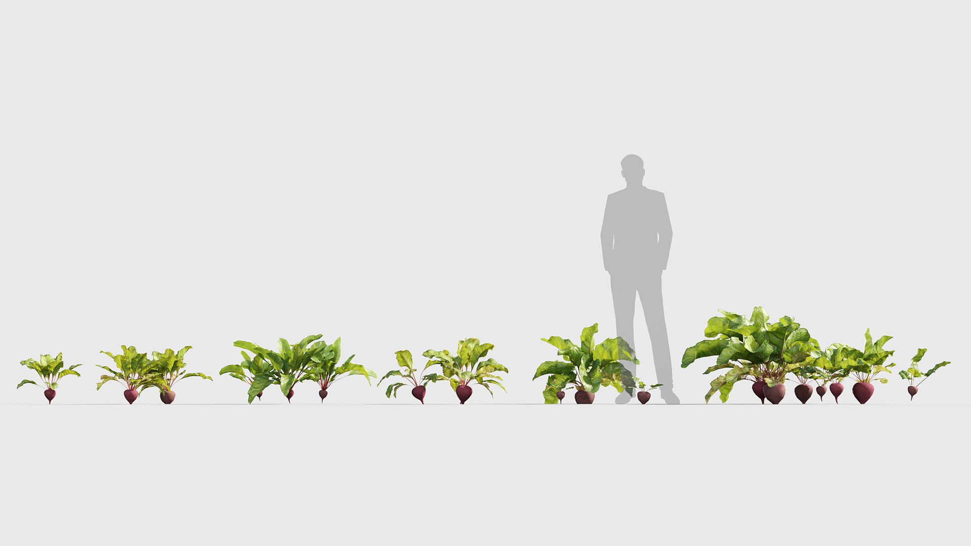 3D Beets - Beta vulgaris Low-poly 3D model model https://p.turbosquid.com/ts-thumb/3s/nMPBOC/ZS/gd_v19_beets_01/jpg/1787541001/1920x1080/fit_q87/f9d516d5824e7b13264a470ce0df1347f4563eab/gd_v19_beets_01.jpg