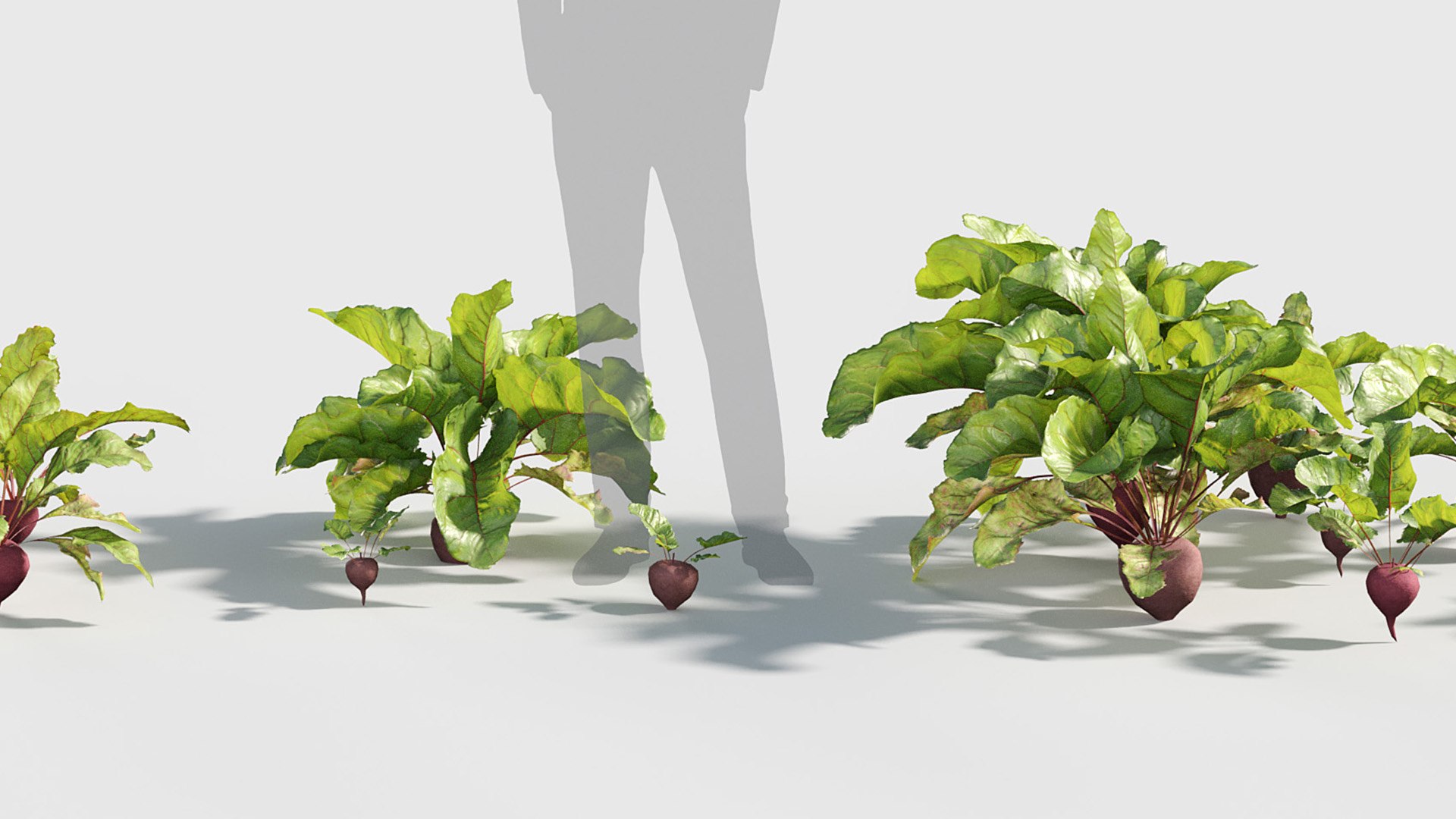 3D Beets - Beta vulgaris Low-poly 3D model model https://p.turbosquid.com/ts-thumb/3s/nMPBOC/lM/gd_v19_beets_07/jpg/1787540999/1920x1080/fit_q87/c06fc7bd913b1822345ca63fa4b0bb8be2f6404a/gd_v19_beets_07.jpg