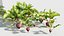 Beets - Beta vulgaris Low-poly 3D model
