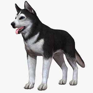Dog - Husky 3D model