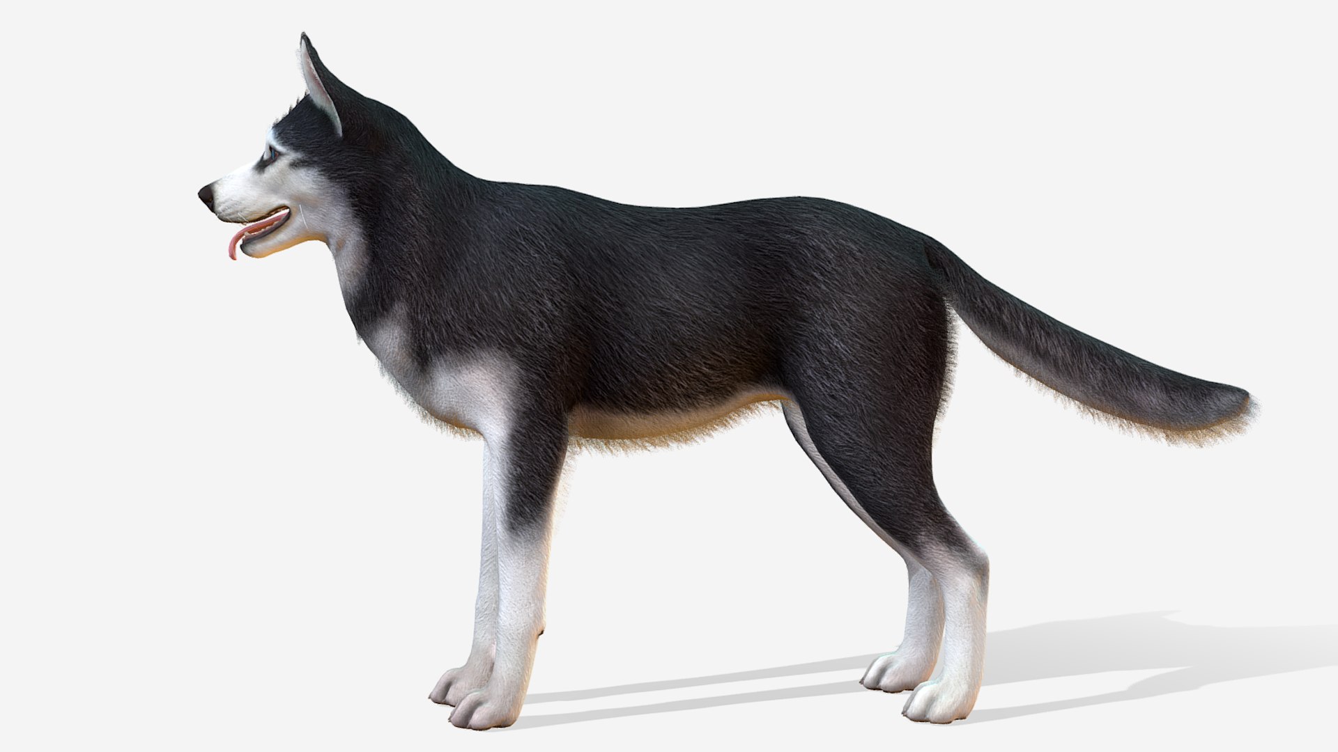 Dog - Husky 3D Model - TurboSquid 1885335