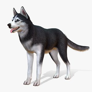 Dog - Husky 3D model