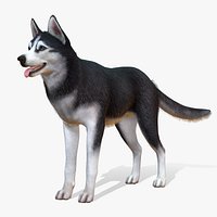 Dog - Husky