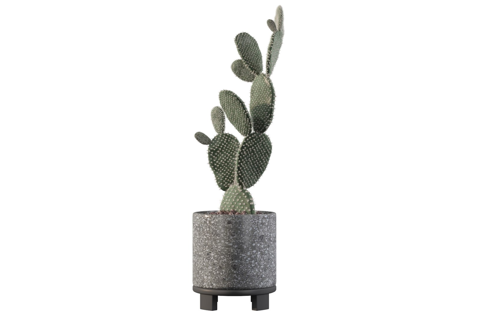 opuntia microdasys flower pot 3D model https://p.turbosquid.com/ts-thumb/3s/qokRWw/3I/opuntiamicrodasys16/jpg/1663587939/1920x1080/fit_q87/521c3d8e80b37ff769fd1a82ffd9ae1209033188/opuntiamicrodasys16.jpg