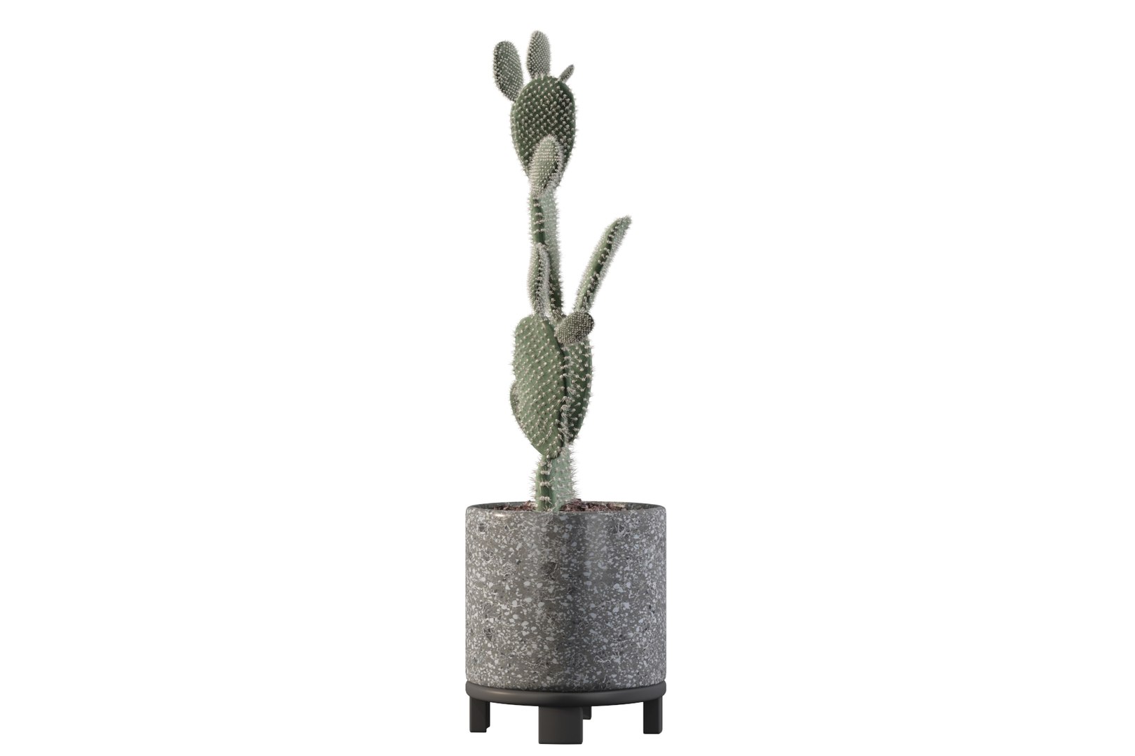 opuntia microdasys flower pot 3D model https://p.turbosquid.com/ts-thumb/3s/qokRWw/4y/opuntiamicrodasys10/jpg/1663587937/1920x1080/fit_q87/d6affa45f74beaa81a0bbaa66908d1beb85488da/opuntiamicrodasys10.jpg