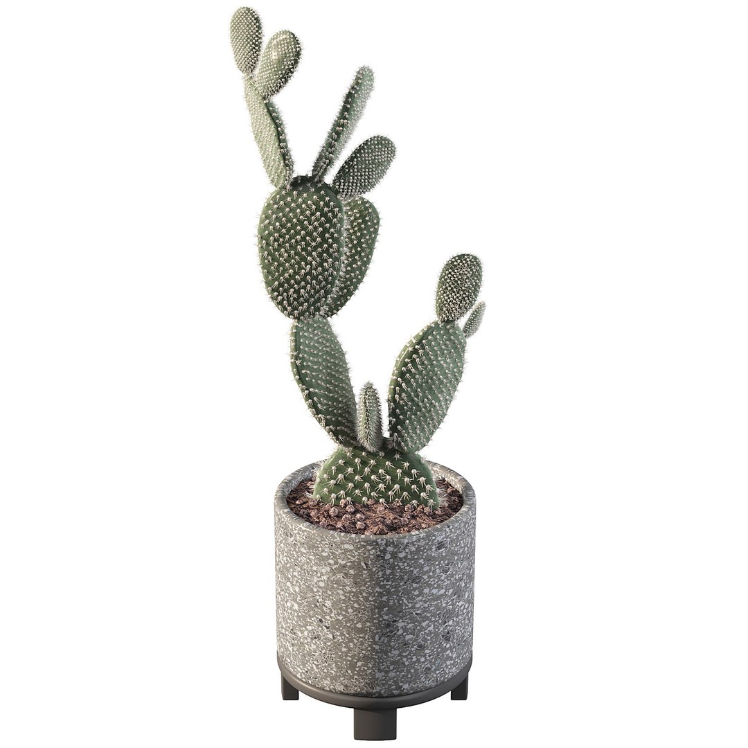 opuntia microdasys flower pot 3D model https://p.turbosquid.com/ts-thumb/3s/qokRWw/6V/opuntiamicrodasys_04/jpg/1663587932/1920x1080/fit_q87/4cd345c1a548165aa775077fba488ddc6c31b38f/opuntiamicrodasys_04.jpg