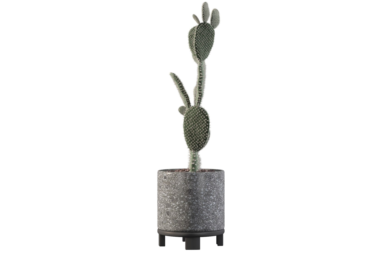 opuntia microdasys flower pot 3D model https://p.turbosquid.com/ts-thumb/3s/qokRWw/9I/opuntiamicrodasys18/jpg/1663587940/1920x1080/fit_q87/afe8721464e59e30b363a64d5b841df2cd90c21e/opuntiamicrodasys18.jpg