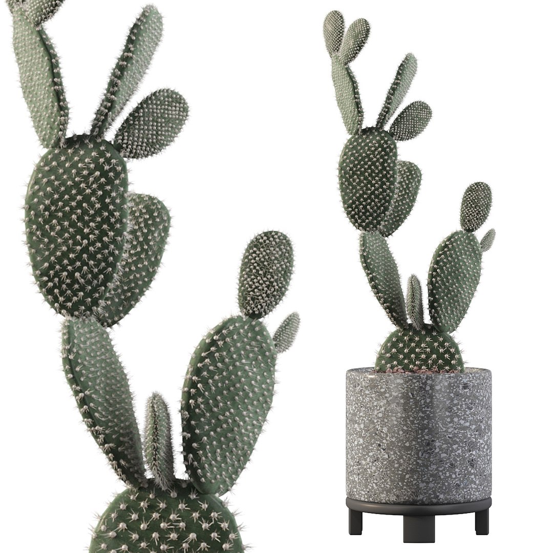 opuntia microdasys flower pot 3D model https://p.turbosquid.com/ts-thumb/3s/qokRWw/9o/opuntiamicrodasys_01/jpg/1663587944/1920x1080/fit_q87/6b108a6b78a32b437c93c9094ea8d3d35bc69955/opuntiamicrodasys_01.jpg