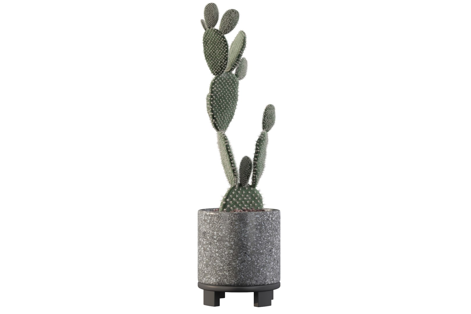 opuntia microdasys flower pot 3D model https://p.turbosquid.com/ts-thumb/3s/qokRWw/E1/opuntiamicrodasys21/jpg/1663587942/1920x1080/fit_q87/29576fb73126c9ecdc2968fcd5606ee6cb3b07f0/opuntiamicrodasys21.jpg