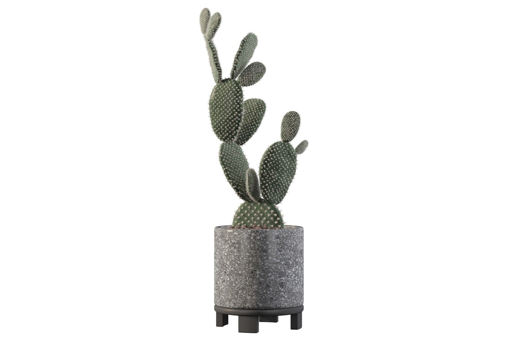 opuntia microdasys flower pot 3D model https://p.turbosquid.com/ts-thumb/3s/qokRWw/FI/opuntiamicrodasys5/jpg/1663587934/1920x1080/fit_q87/f5d43dae6498b2be7a8161d0a8c558adffde28b4/opuntiamicrodasys5.jpg