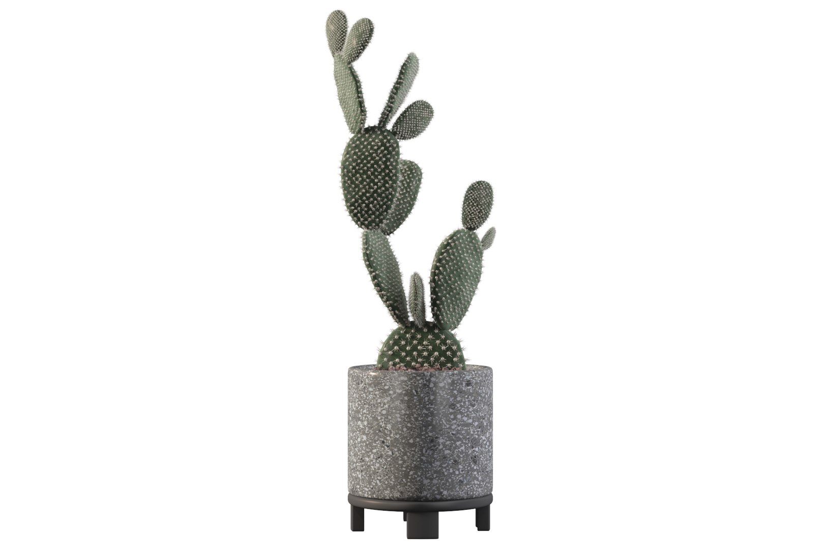 opuntia microdasys flower pot 3D model https://p.turbosquid.com/ts-thumb/3s/qokRWw/GB/opuntiamicrodasys25/jpg/1663587944/1920x1080/fit_q87/94aecaabdd1a5d46f040fe9e5f3b028d75cc409f/opuntiamicrodasys25.jpg