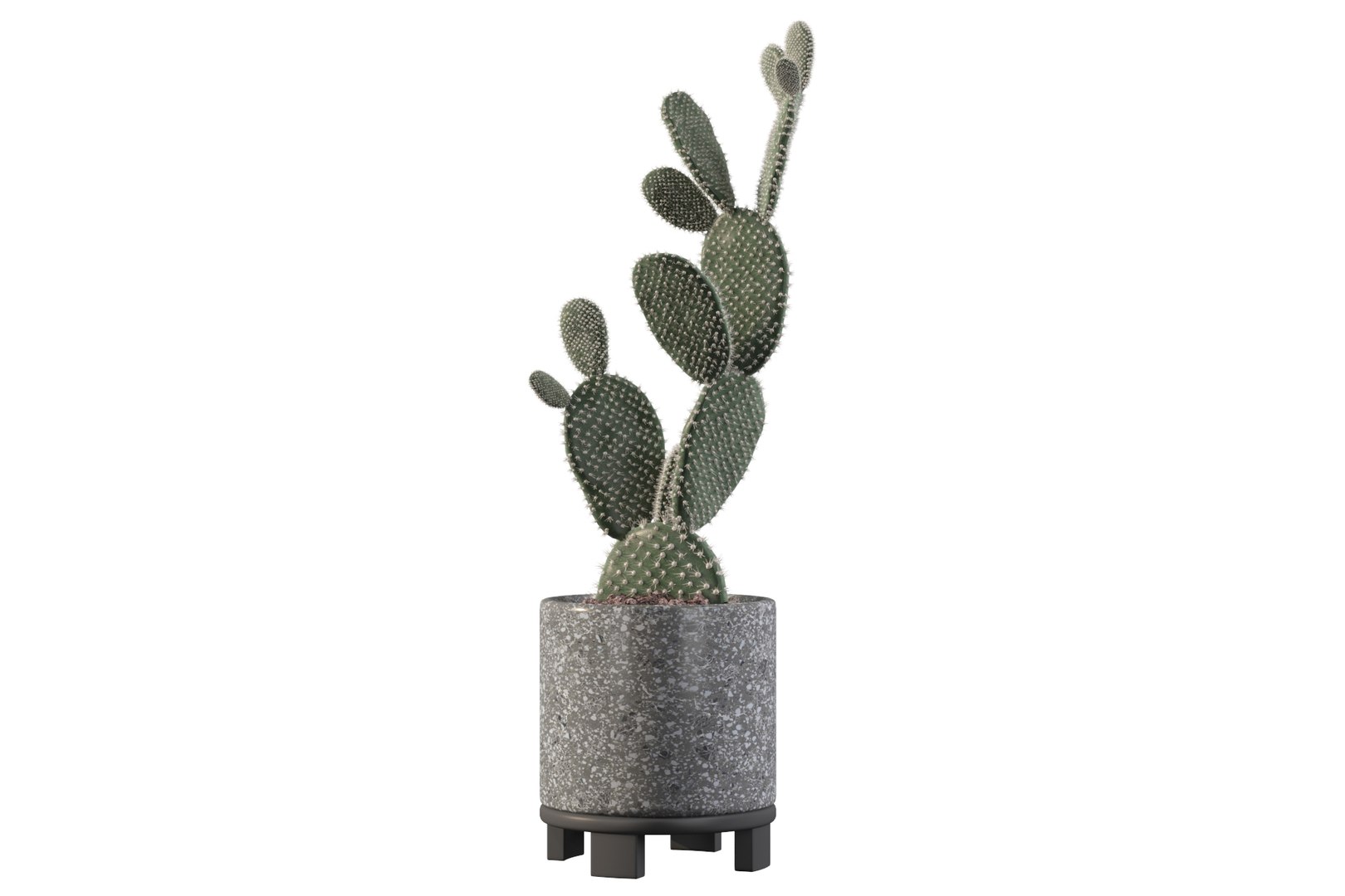 opuntia microdasys flower pot 3D model https://p.turbosquid.com/ts-thumb/3s/qokRWw/KU/opuntiamicrodasys15/jpg/1663587939/1920x1080/fit_q87/a58ab1a0e0df5f973571e41cb3b2a9190256c9a9/opuntiamicrodasys15.jpg