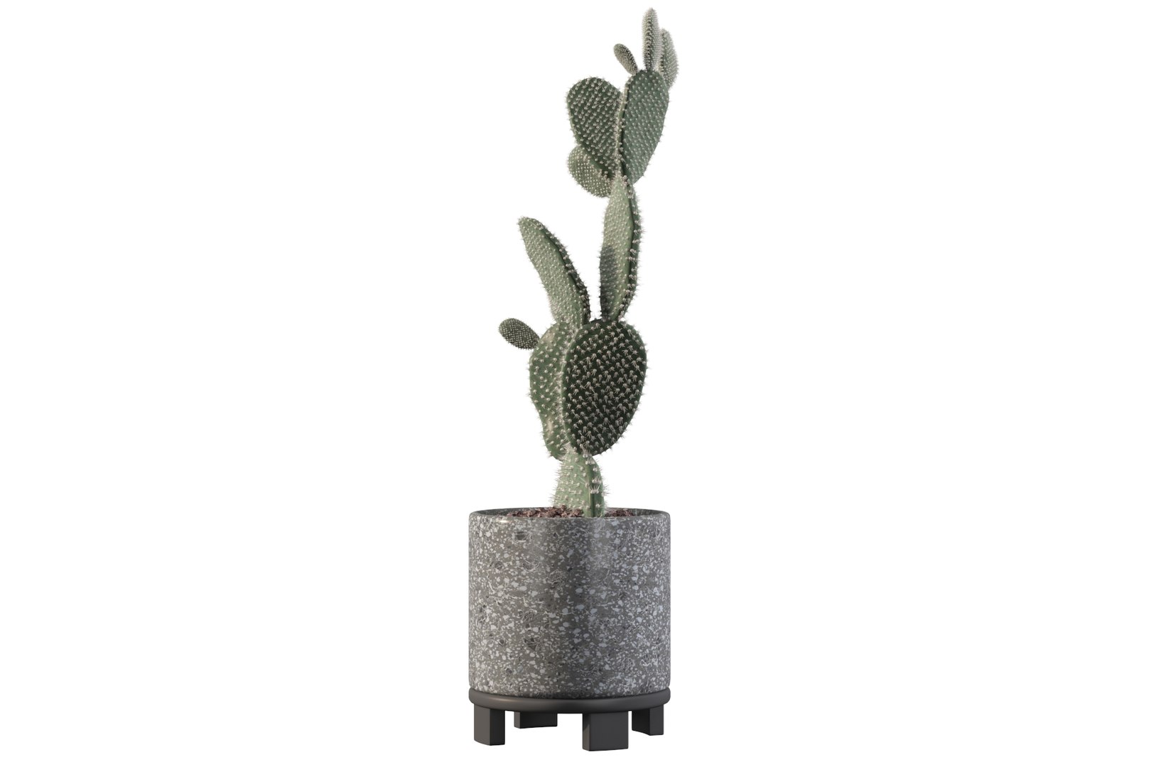 opuntia microdasys flower pot 3D model https://p.turbosquid.com/ts-thumb/3s/qokRWw/LF/opuntiamicrodasys17/jpg/1663587940/1920x1080/fit_q87/1449b9a165df86f6a3356d5253cc31b18495854a/opuntiamicrodasys17.jpg