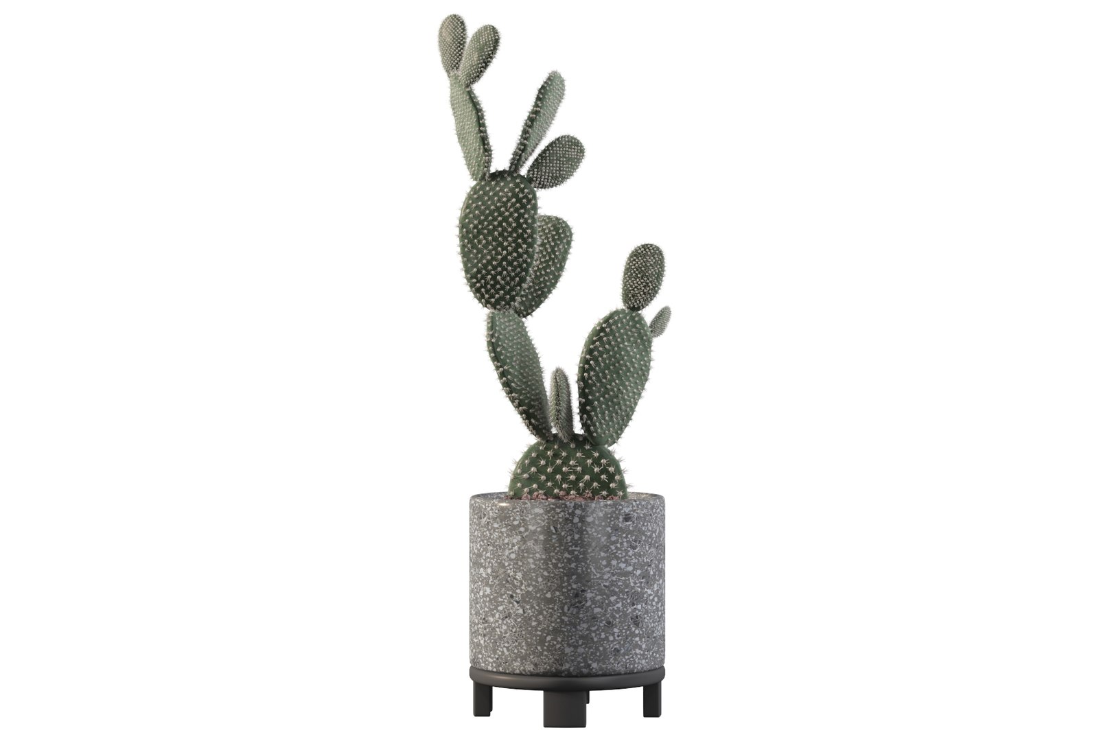 opuntia microdasys flower pot 3D model https://p.turbosquid.com/ts-thumb/3s/qokRWw/Ma/opuntiamicrodasys3/jpg/1663587933/1920x1080/fit_q87/b9e576dc9b6a64c93df374f3e861ef20ecad18e3/opuntiamicrodasys3.jpg